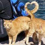 cats-heart-shape-with-tail-perfect-timing