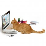 kitty-laptop